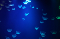 Jellyfish-3