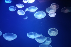 Jellyfish-2