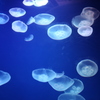 Jellyfish-2