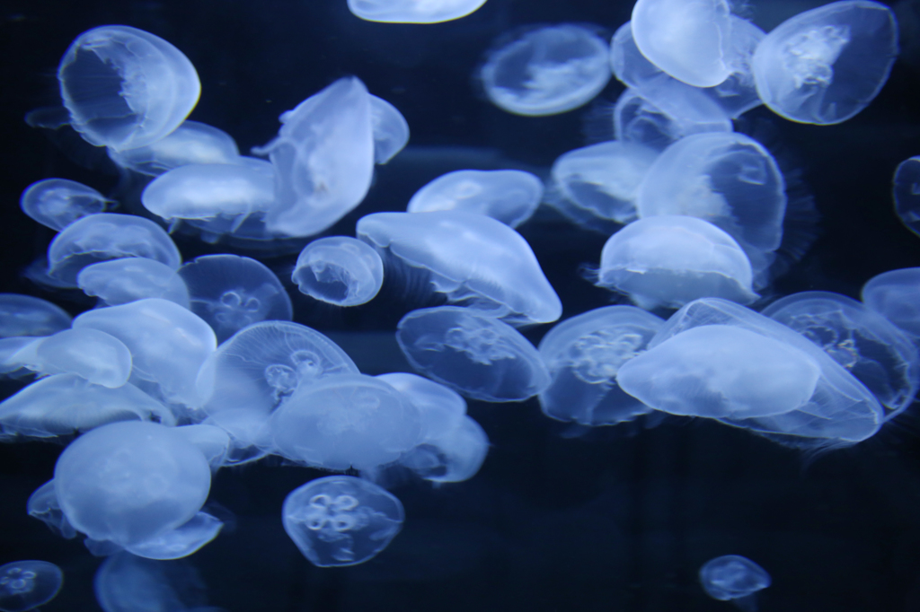 Jellyfish-4
