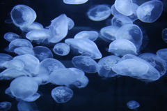 Jellyfish-4