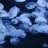 Jellyfish-4