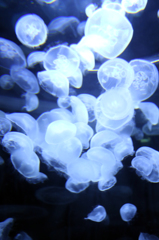 Jellyfish-1