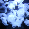 Jellyfish-1