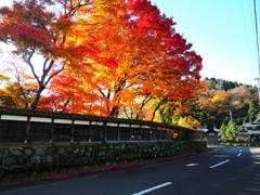 福井県池田町の紅葉