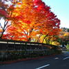 福井県池田町の紅葉