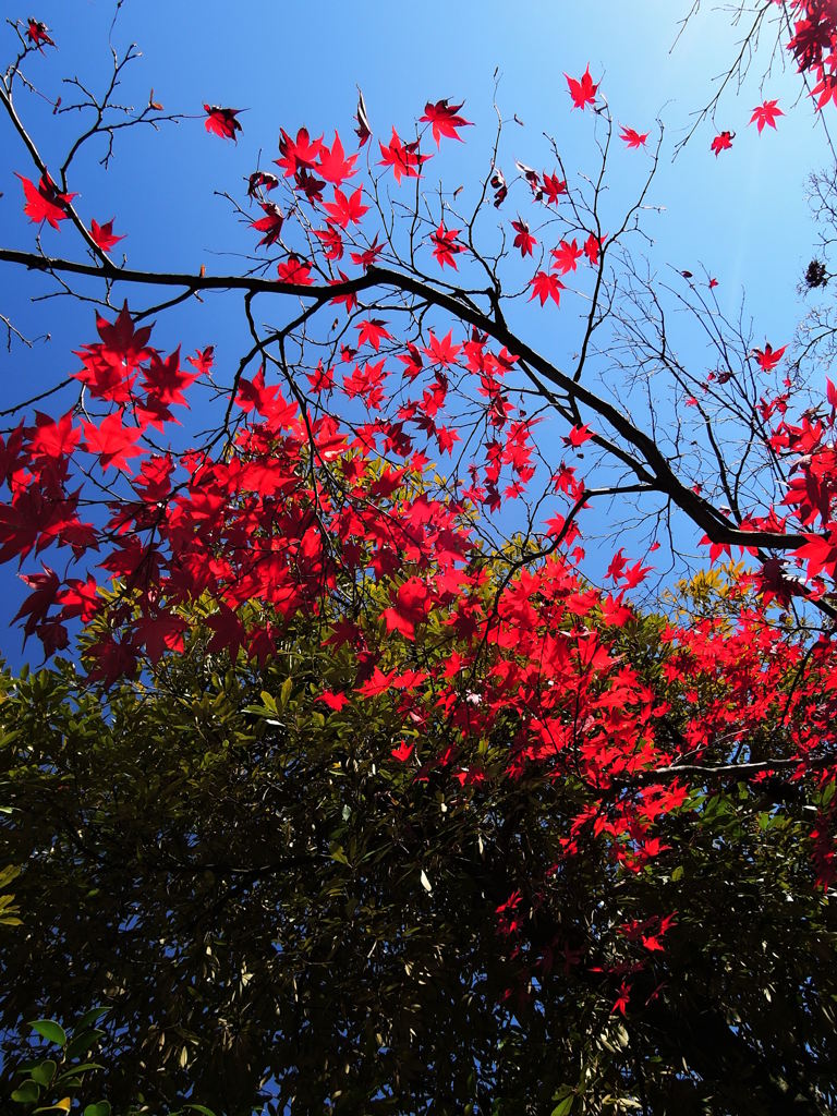 養浩館 （ 松平の殿様の別邸 福井市 ）
