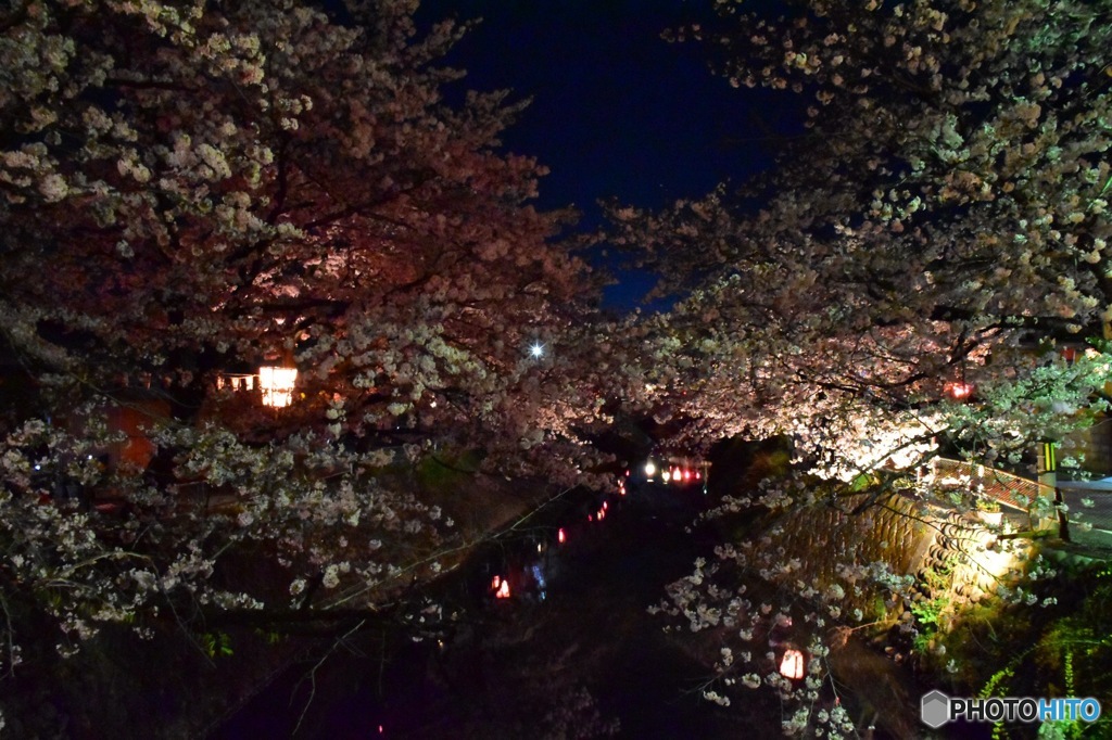 夜桜