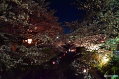 夜桜