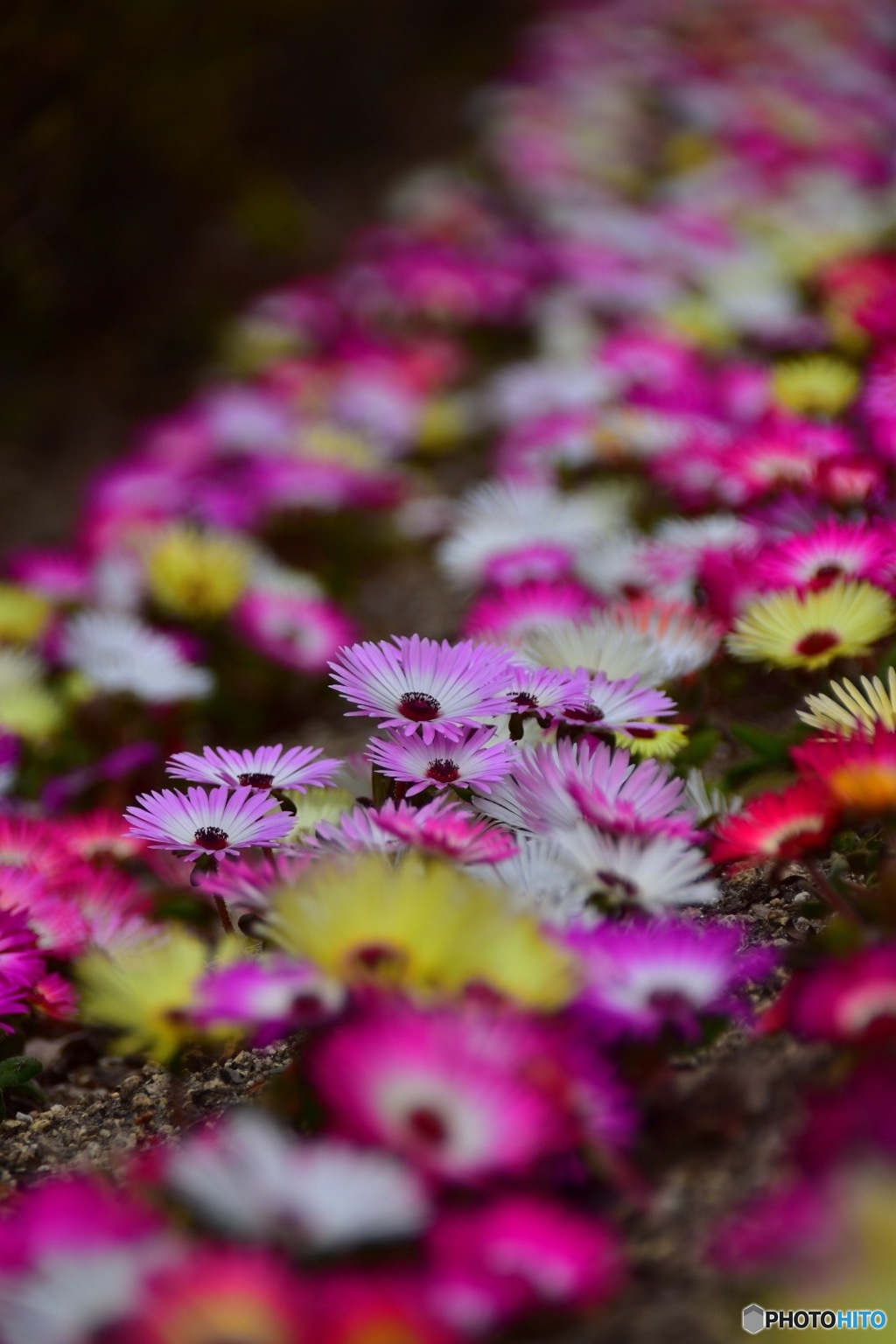 なんとなく花