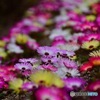 なんとなく花