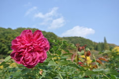 薔薇
