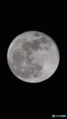 月齢14.5