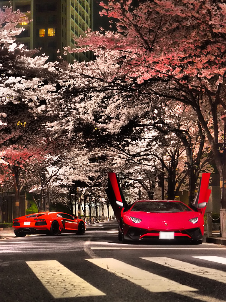 Sakura Tunnel #1