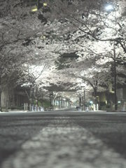 Sakura Tunnel #2