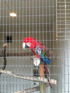 派手な鳥