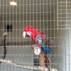 派手な鳥