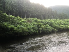 森