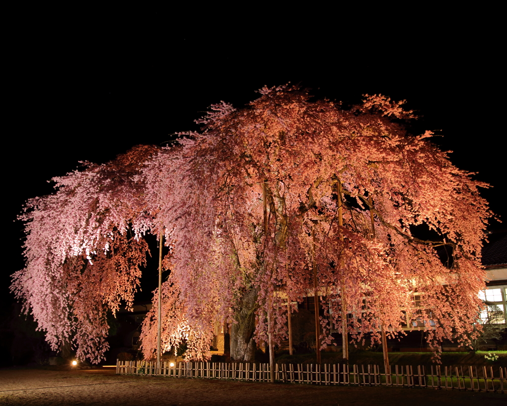 夜桜＃２