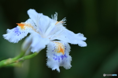 癒しの花
