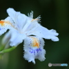 癒しの花