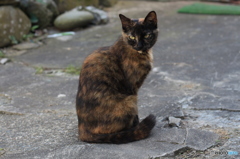 阿修羅猫？