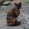 阿修羅猫？
