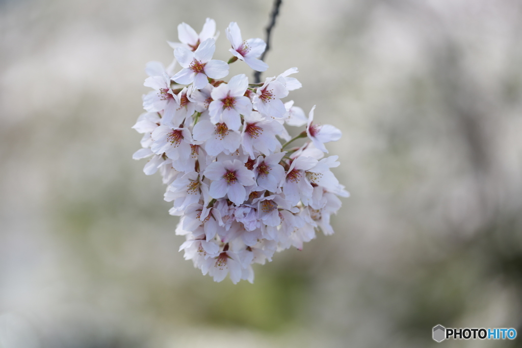 霞城公園、桜満開