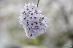 霞城公園、桜満開