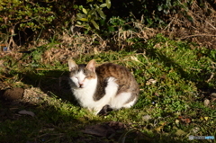 日向ぼっこ