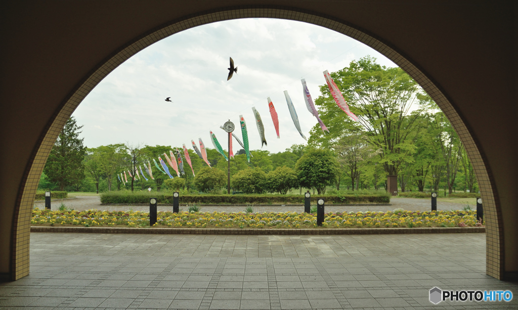 こいのぼりとツバメ