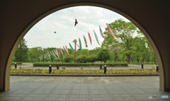 こいのぼりとツバメ