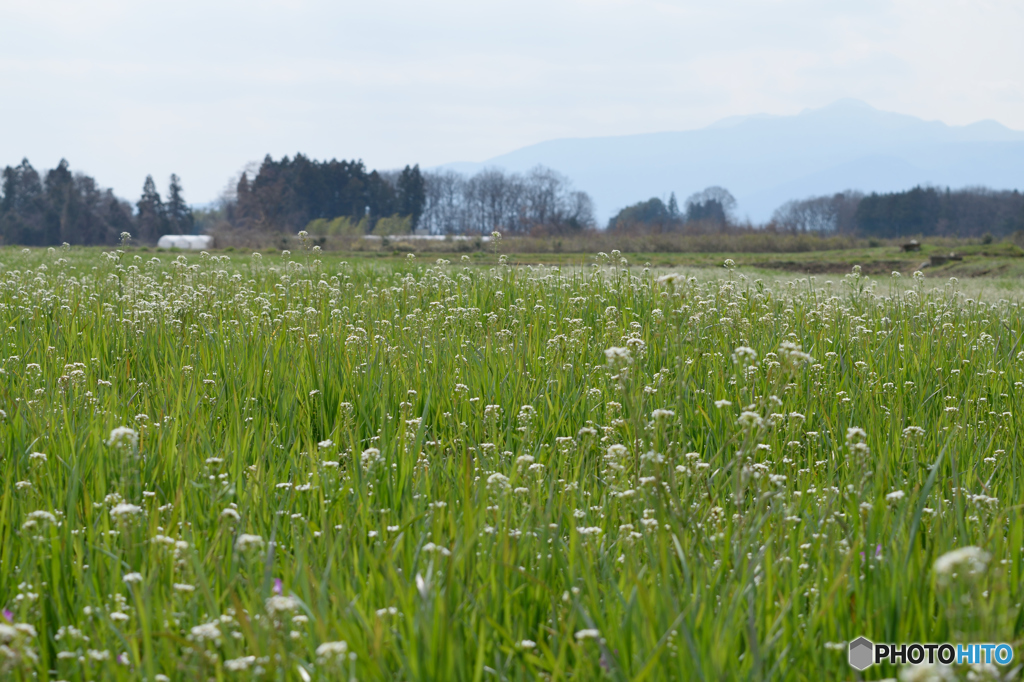 田舎っぽい風景