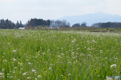 田舎っぽい風景