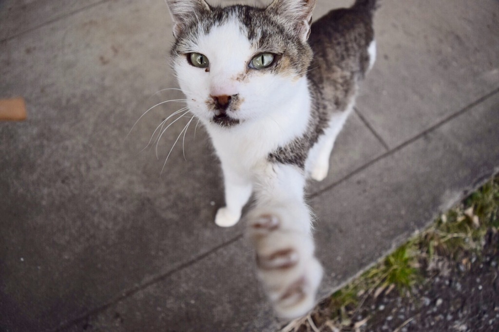 猫の手、貸してやろうか？