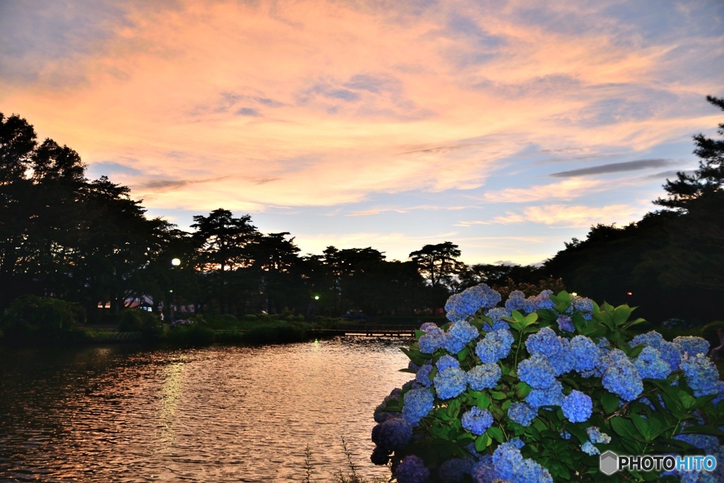 夕暮れの紫陽花