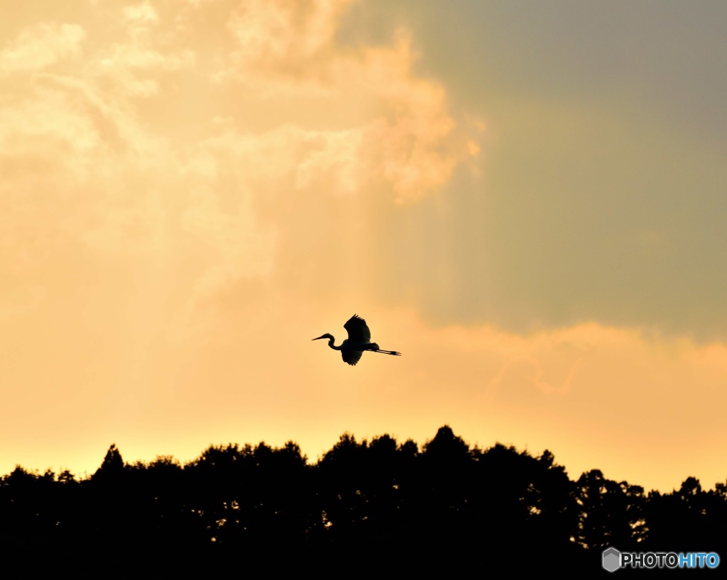 琵琶池の白鳥のimage