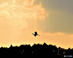 琵琶池の白鳥のimage