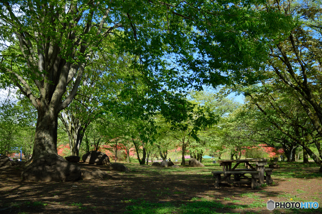 公園の木漏れ日