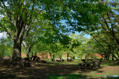 公園の木漏れ日