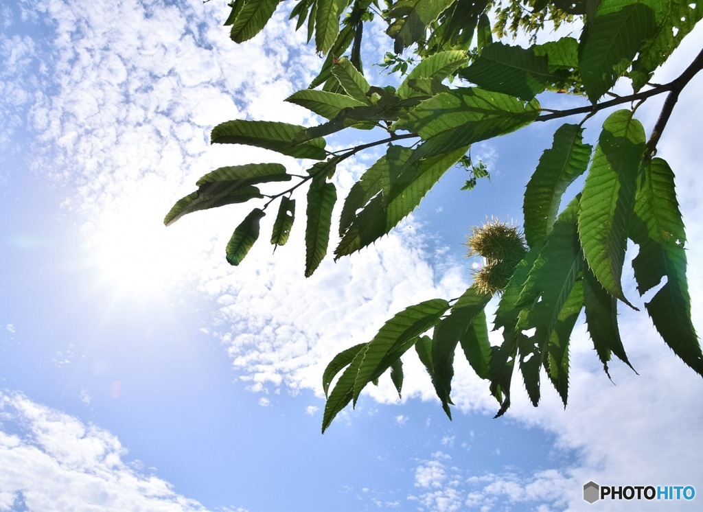 栗の木と秋の空