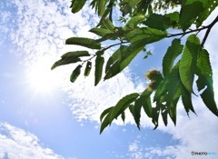 栗の木と秋の空