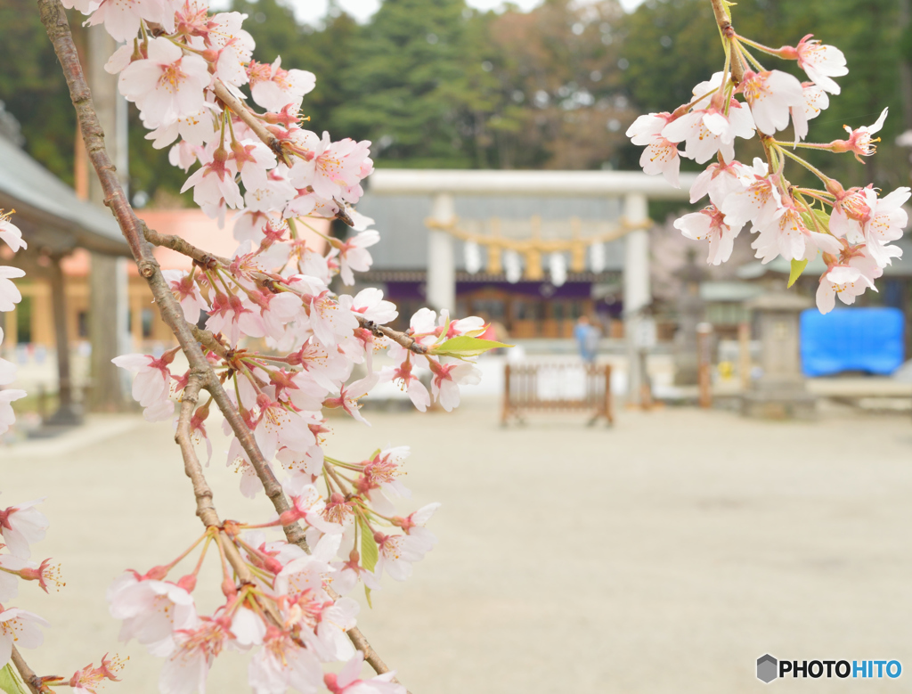 乃木の桜