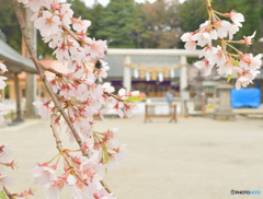 乃木の桜