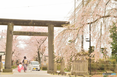 桜の咲く頃に