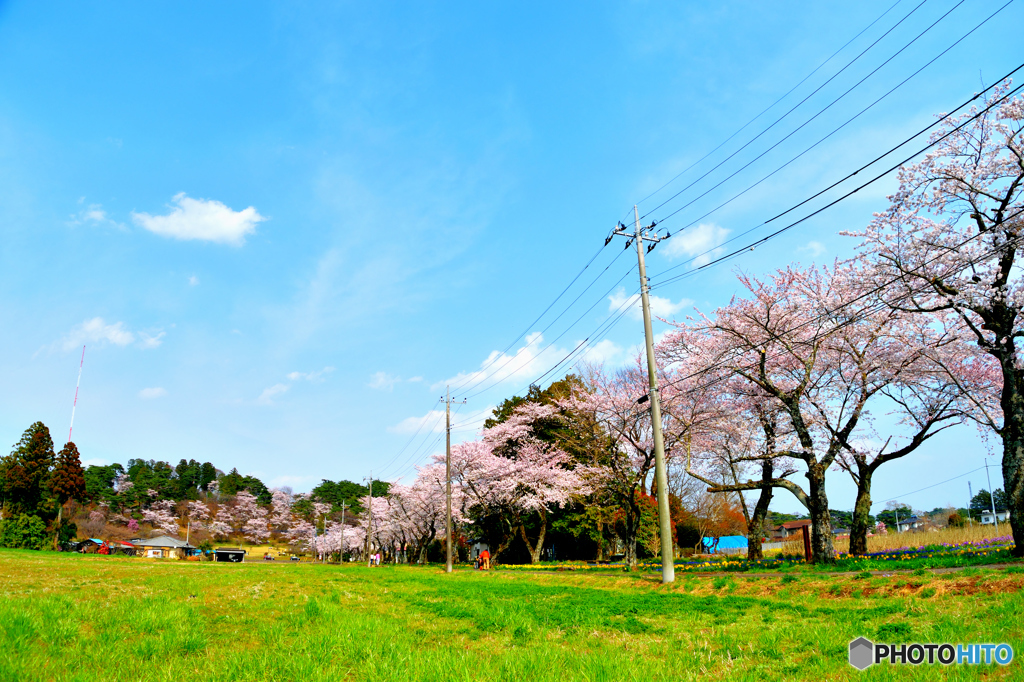 カラフルな春