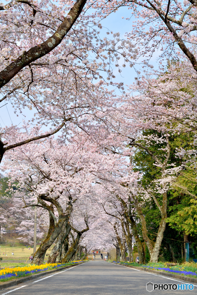 烏ヶ森桜ロード