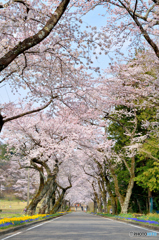 烏ヶ森桜ロード