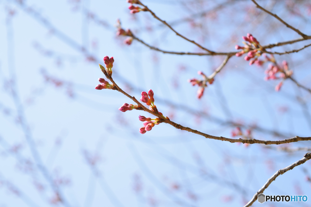 蕾
