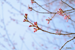 蕾